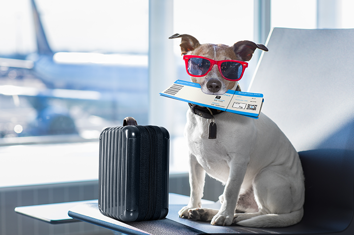 Viajar de Avião com Seu Pet